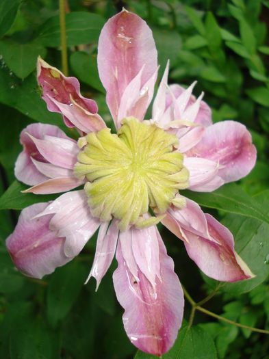 Josephine - Clematis 2014