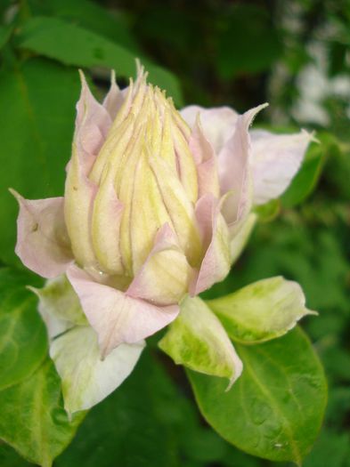 Belle of Woking - Clematis 2014