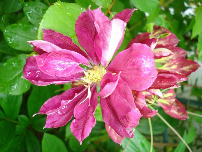 Red Star - Clematis 2014