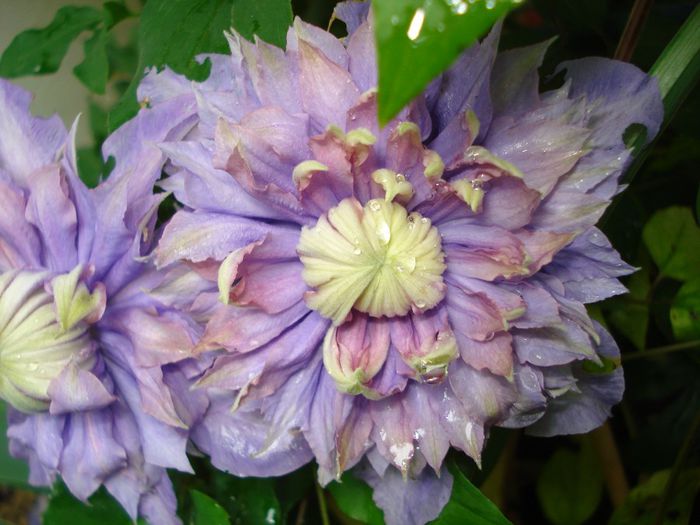 Diamantina - Clematis 2014