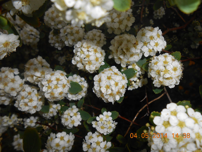 DSCN8365 - Spiraea cinerea-denumirea stiintifica