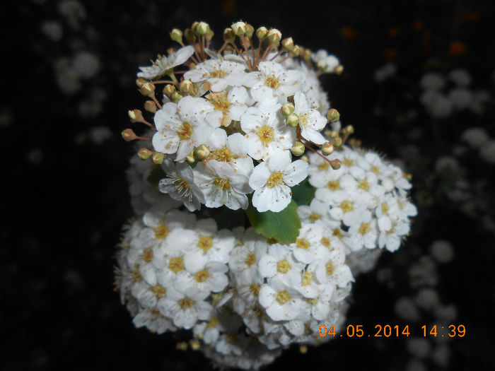 DSCN8368 - Spiraea cinerea-denumirea stiintifica