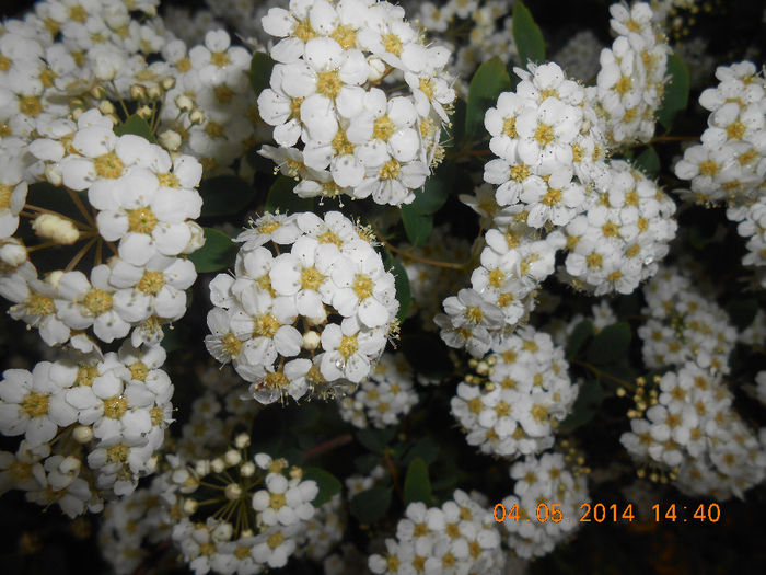 DSCN8372 - Spiraea cinerea-denumirea stiintifica