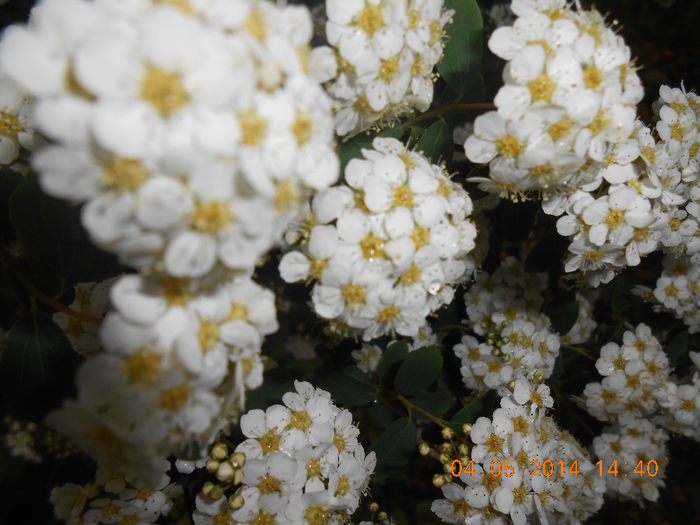 DSCN8370 - Spiraea cinerea-denumirea stiintifica