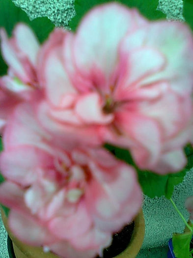 Imagine4167 - Pelargonium