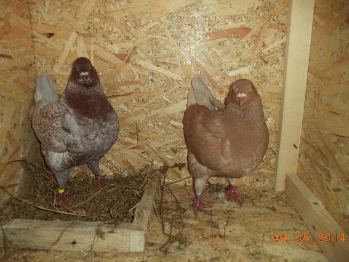 PER 4 - MATCA KINGI 2015