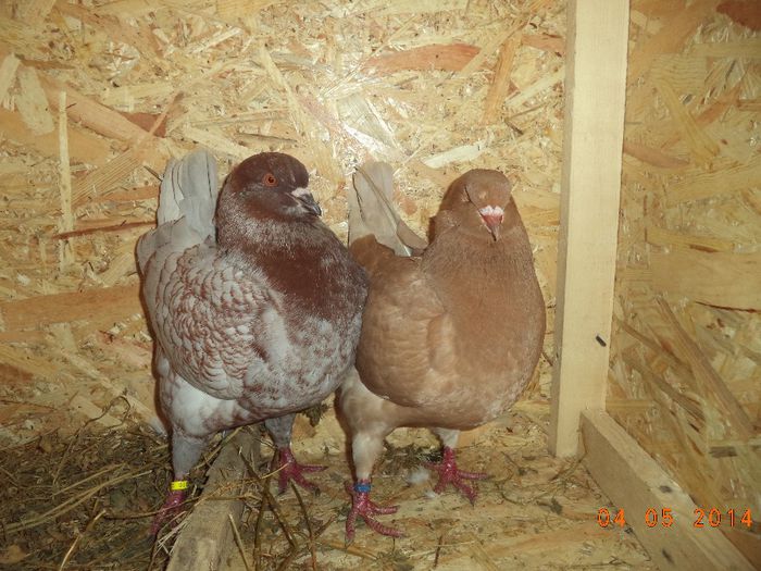 PER 4 - MATCA KINGI 2015