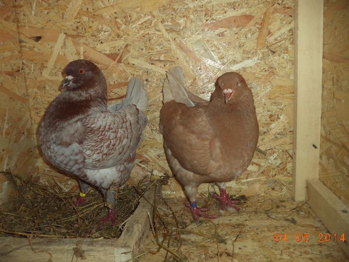 PER 4 - MATCA KINGI 2015