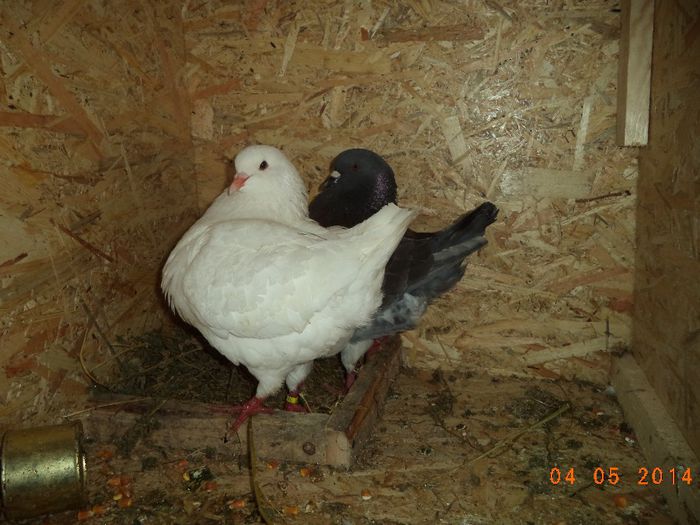 PER 5 - MATCA KINGI 2015