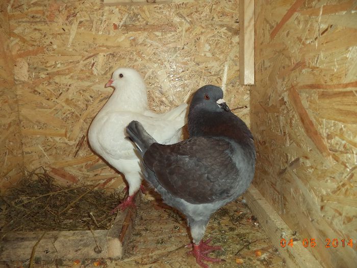 vanduti - MATCA KINGI 2015