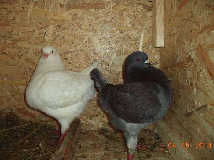 PER 5 - MATCA KINGI 2015