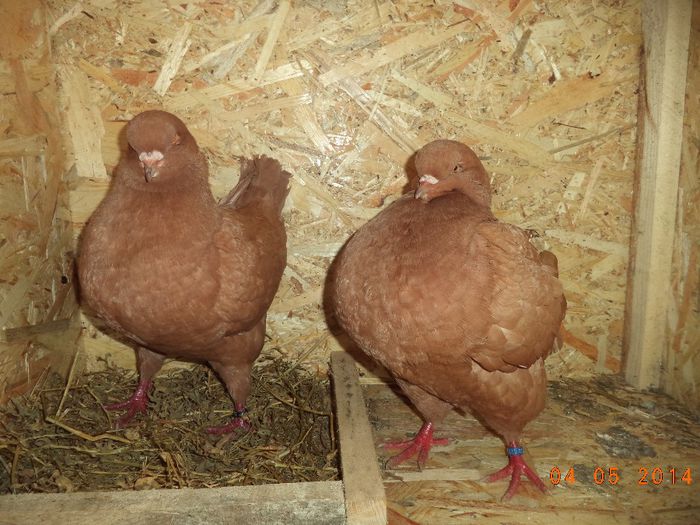 PER 6 - MATCA KINGI 2015