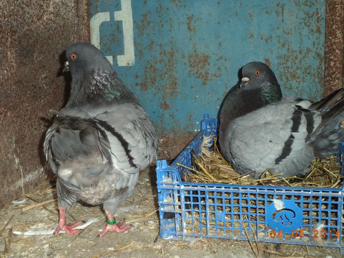 PER 7 200ron - MATCA KINGI 2015