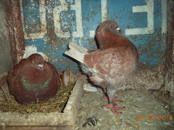 PER 8 MASC ADORIAN - MATCA KINGI 2015