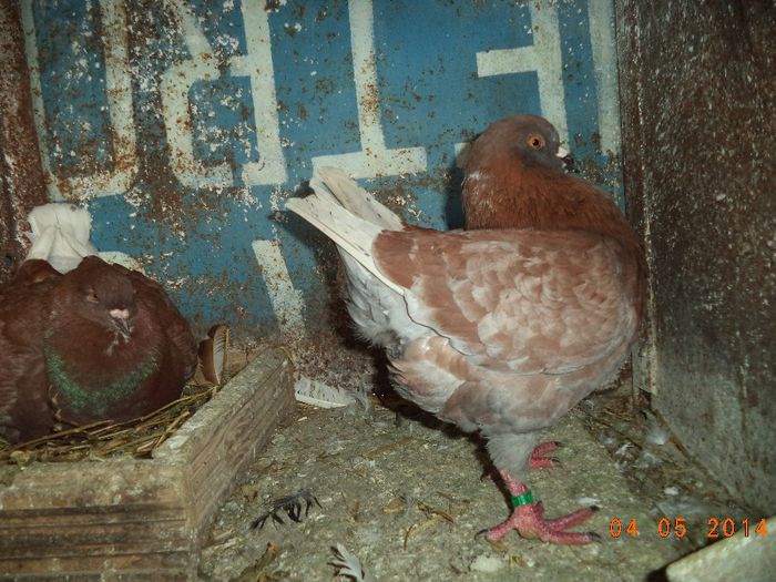 PER 8 - MATCA KINGI 2015