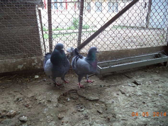 PER 9 - MATCA KINGI 2015