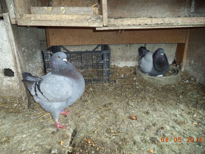 PER 9 - MATCA KINGI 2015