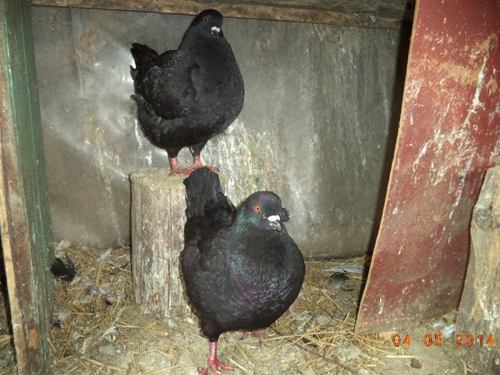 PER 10 - MATCA KINGI 2015