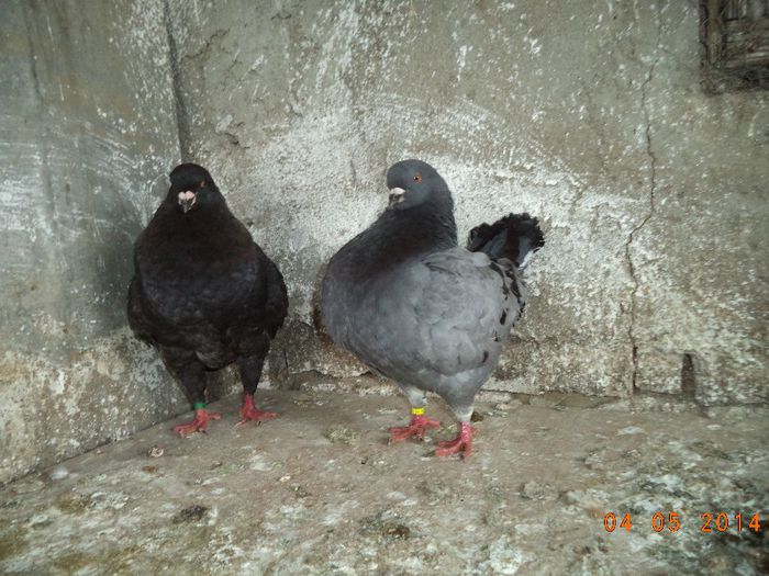 PER 11 - MATCA KINGI 2015
