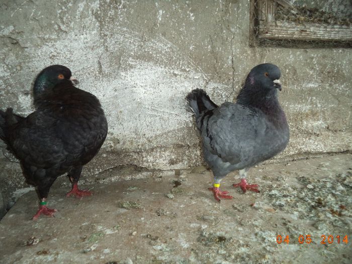 PER 11 - MATCA KINGI 2015