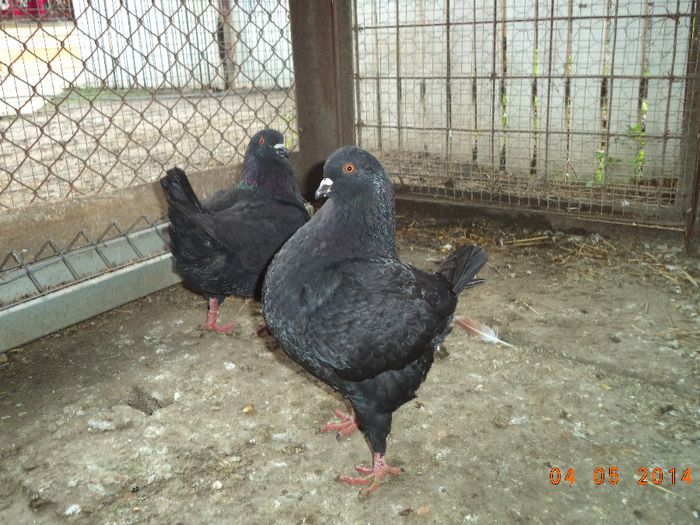 PER 10 - MATCA KINGI 2015