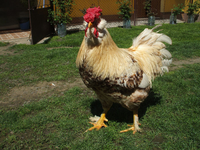 DSCF6990 - 2 rasa paternala - rooster breed - male chicken breed