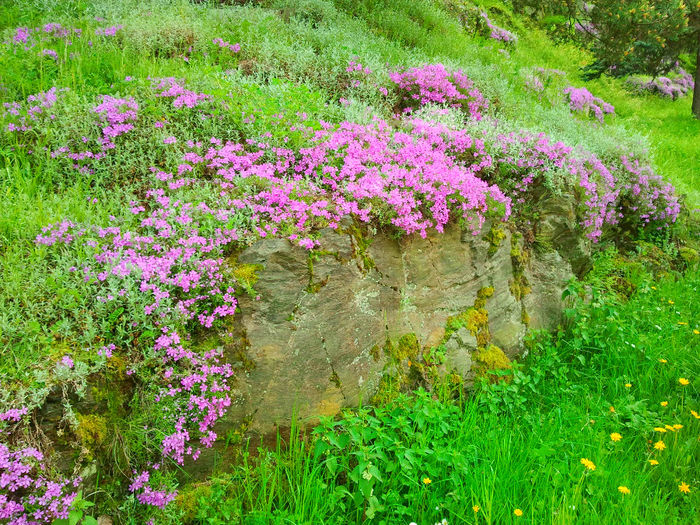 Prislop - Arsenie Boca (3) - Manastire Prislop