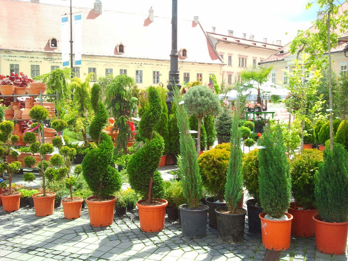 Sibiu (69)