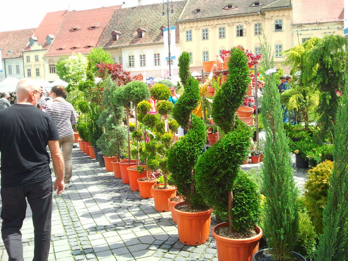 Sibiu (70)