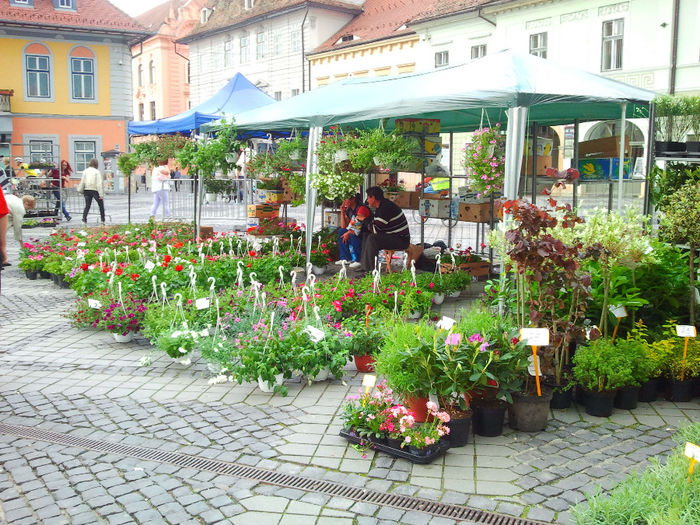 Sibiu (82) - Sibiu