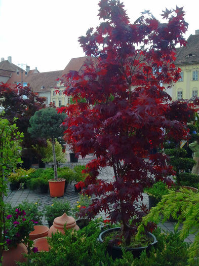 Sibiu (101) - Sibiu