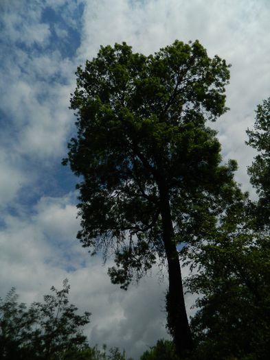 DSCN8041