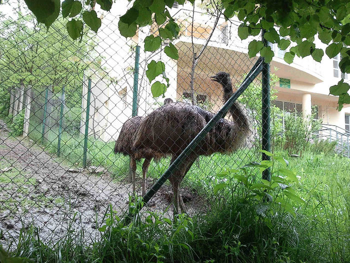 Zoo Sibiu (10)