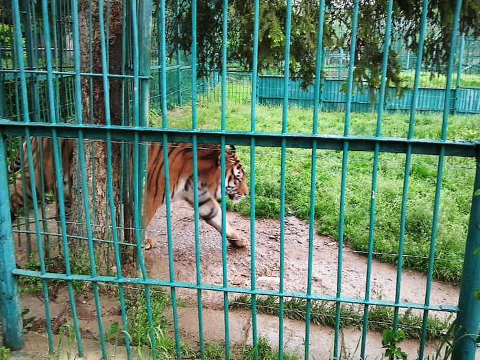 Zoo Sibiu (14) - Zoo Sibiu