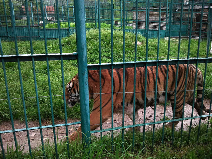 Zoo Sibiu (15) - Zoo Sibiu