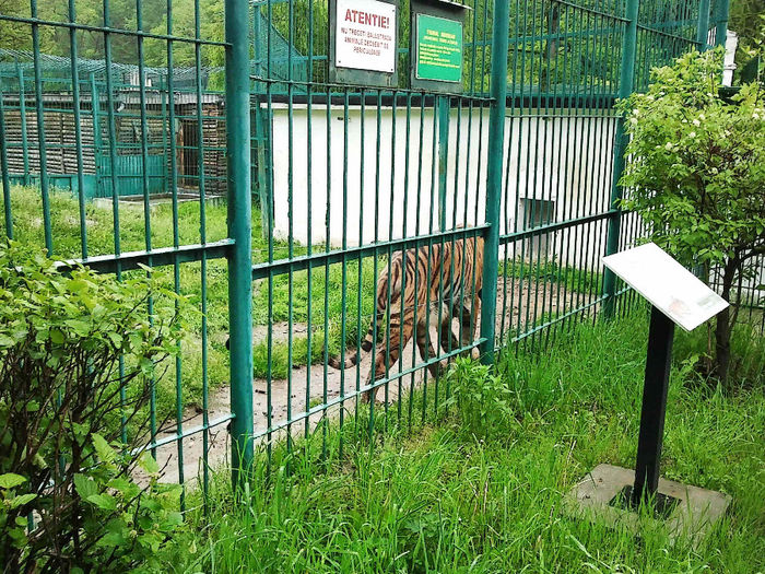 Zoo Sibiu (16) - Zoo Sibiu