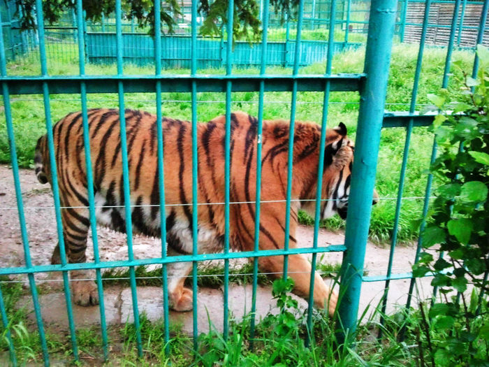 Zoo Sibiu (17)