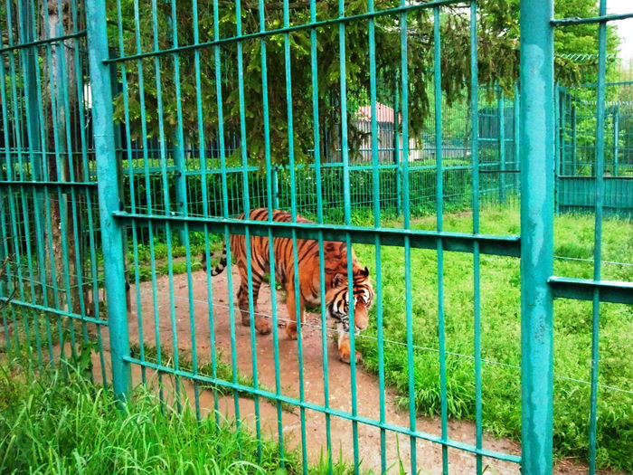 Zoo Sibiu (18)