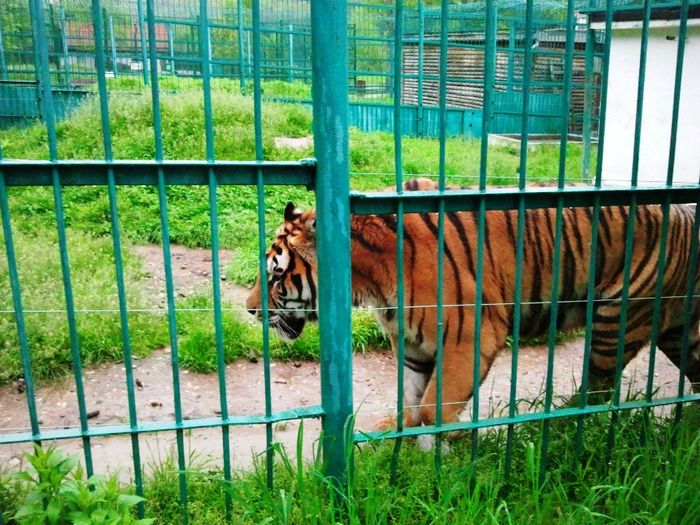 Zoo Sibiu (19) - Zoo Sibiu
