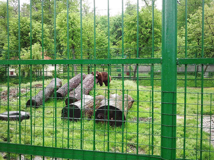 Zoo Sibiu (21) - Zoo Sibiu