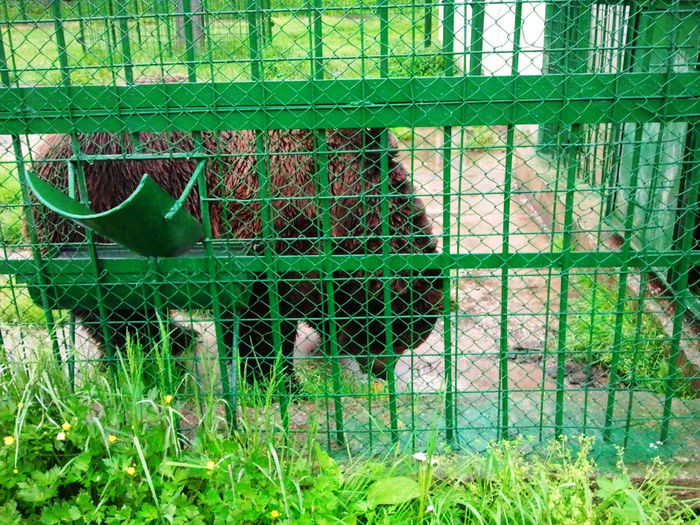 Zoo Sibiu (25)