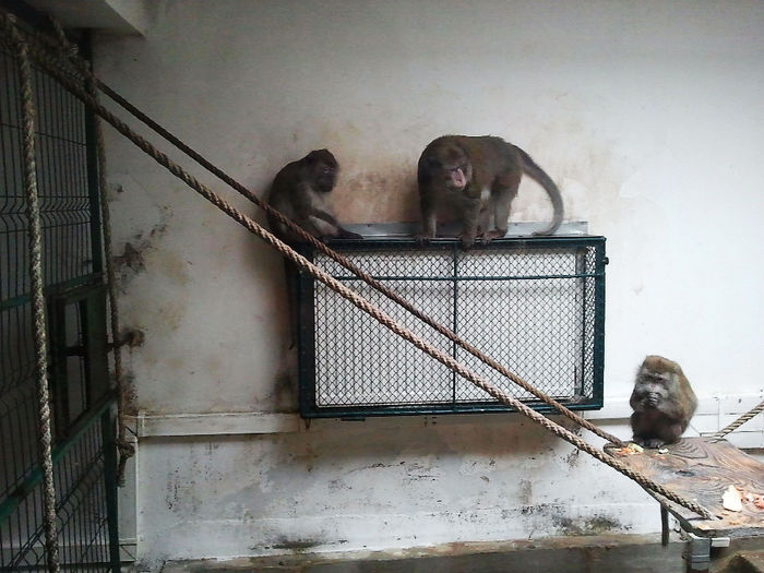 Zoo Sibiu (44) - Zoo Sibiu