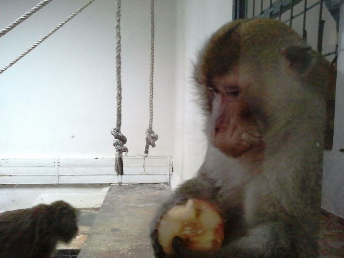 Zoo Sibiu (45) - Zoo Sibiu