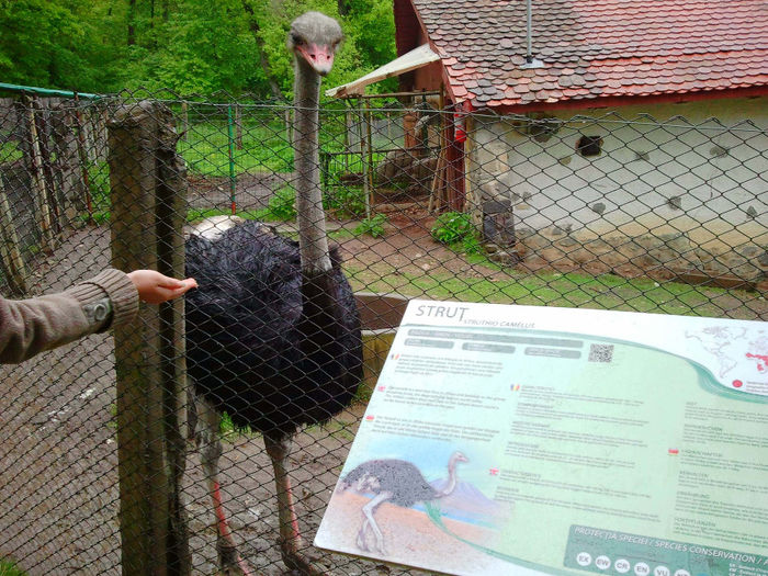 Zoo Sibiu (74)