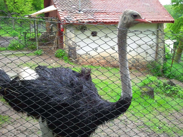 Zoo Sibiu (76)