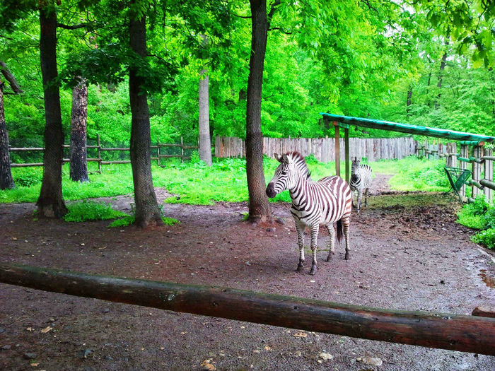 Zoo Sibiu (79)