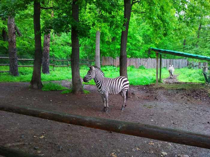 Zoo Sibiu (81)
