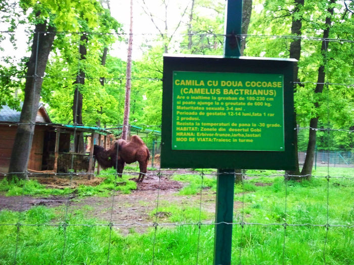 Zoo Sibiu (82)