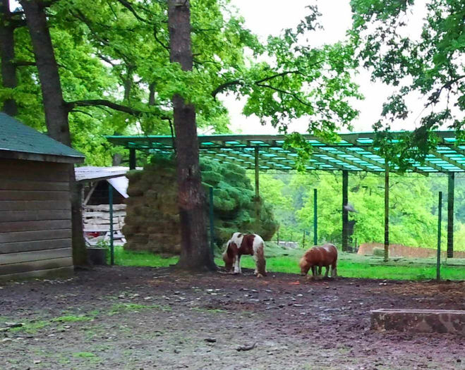 Zoo Sibiu (87) - Zoo Sibiu