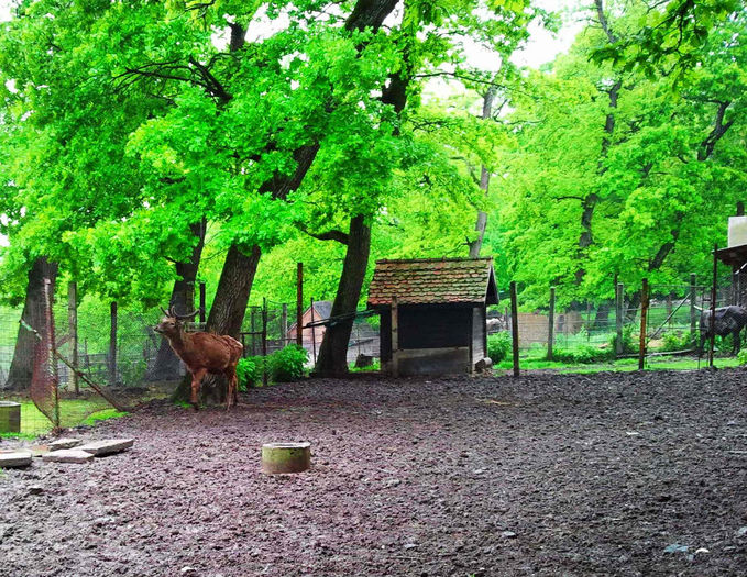 Zoo Sibiu (89) - Zoo Sibiu